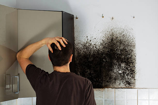 Best Home Mold Removal  in Ansonia, CT